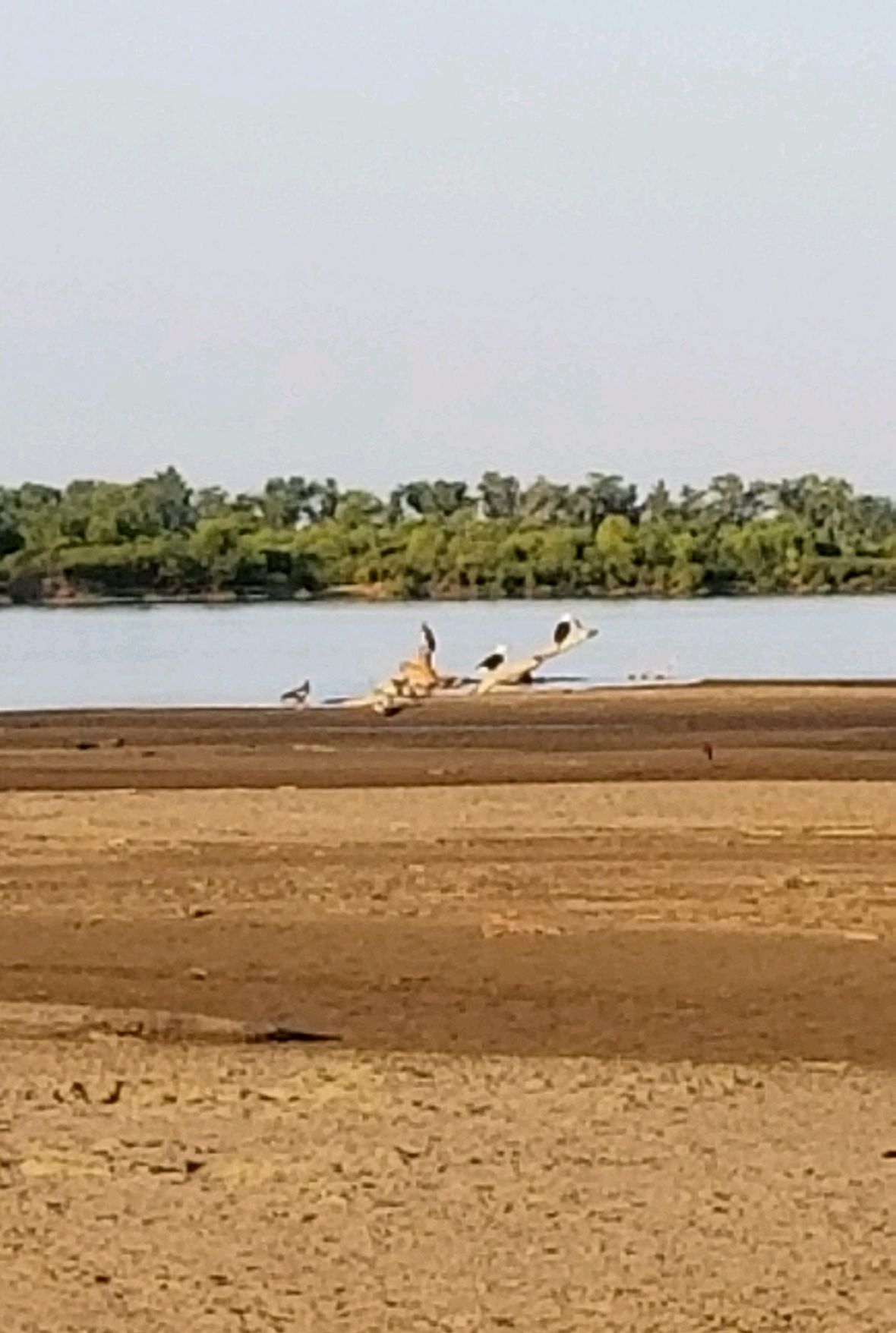 Eagles on the Missouri River